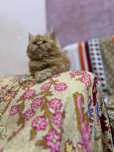 Persian kittens available location Karachi
