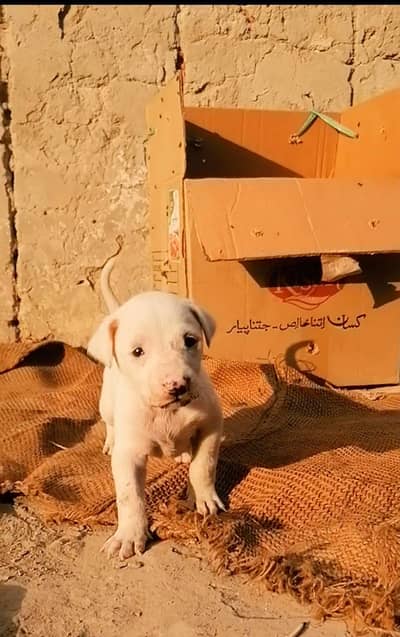 bully gultair male puppy
