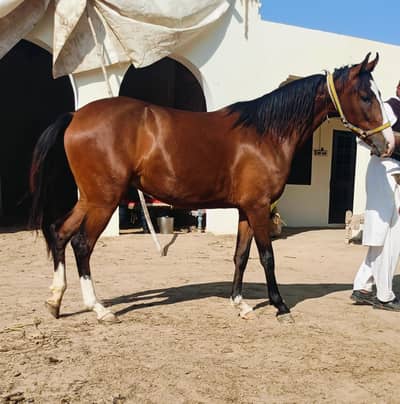 Brand wachari amanat japay wali ki mother side Khalid Wala chamba