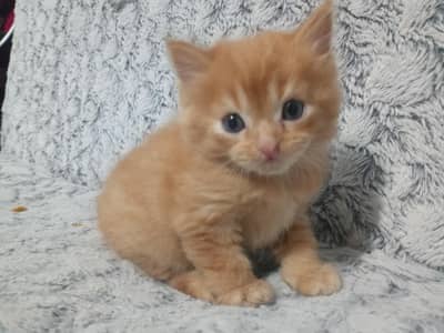 pair of Three kitten.