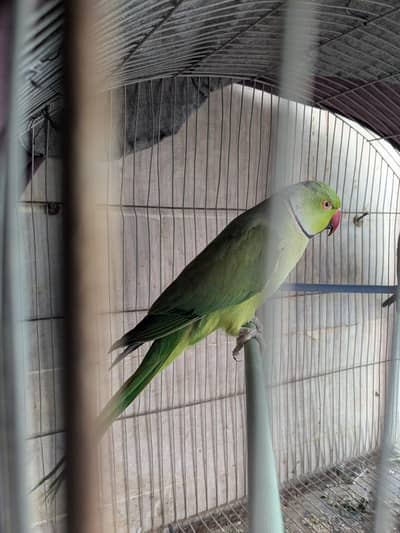 Ringneck Pair  Urgent Sale