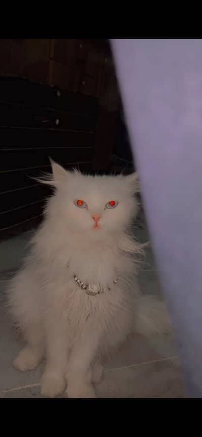 Persian cat triple coat vaccinated