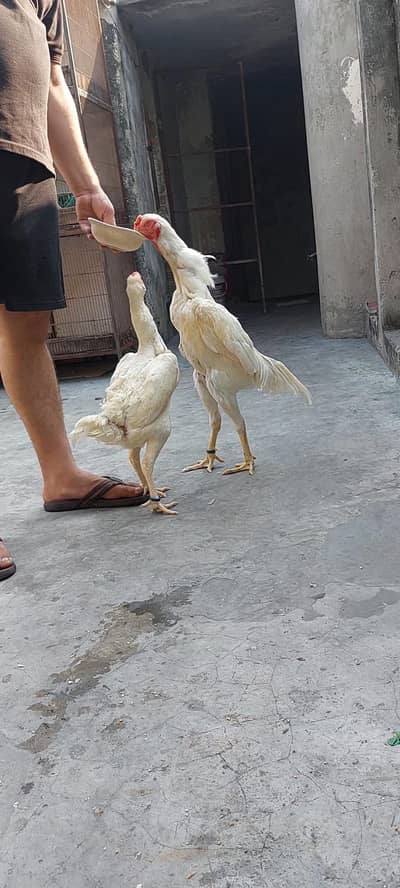 10 month age pair white o shamo  full long hight