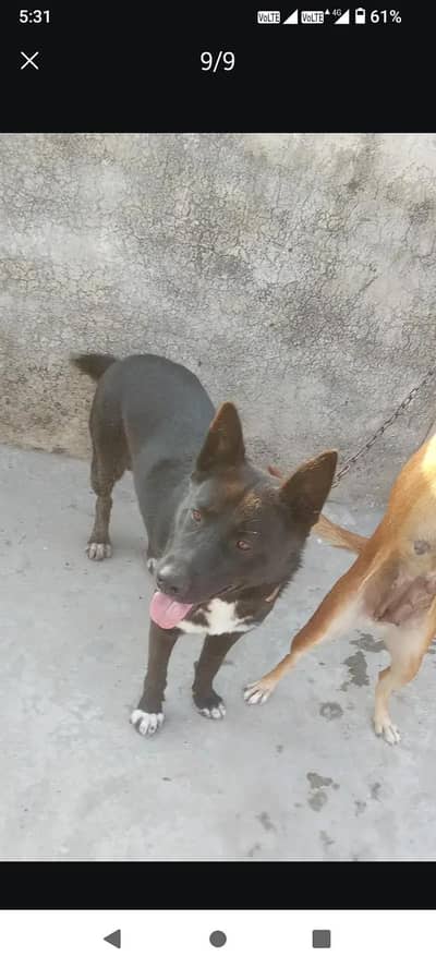 German + Gultair Mix For Sale Hai