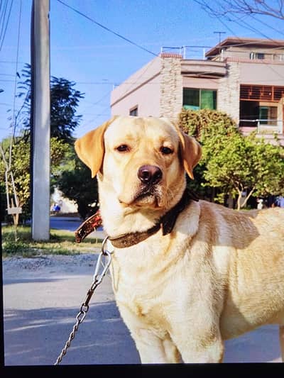 Professional breeder male Labrador STUD