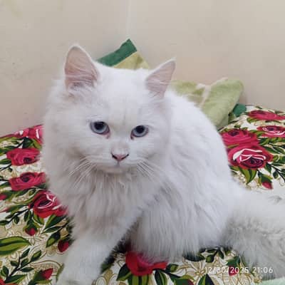 female cat persion triple court blue eyes