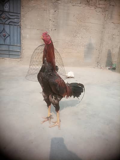 Aseel Jagiri patha strong bloodline