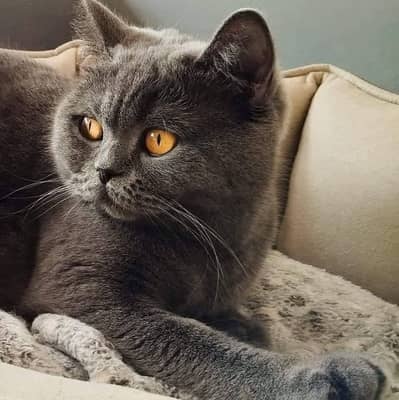 British shorthair female cat