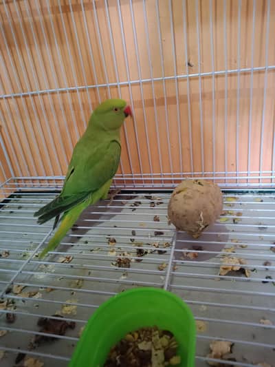 ring neck jangli  male for sale younger male