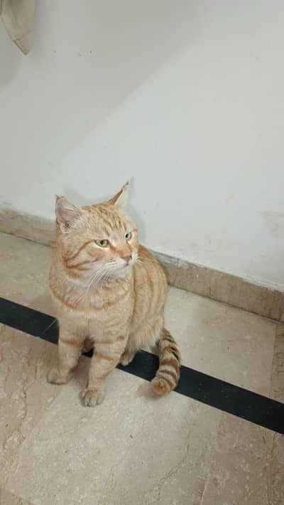 dha ma Kisi ko b chia ay k lay jao Jo achi tra sambal sakty