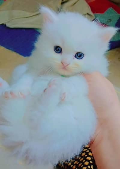 Persian kitten