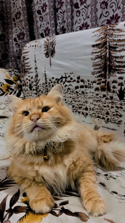 Persian cat for sale