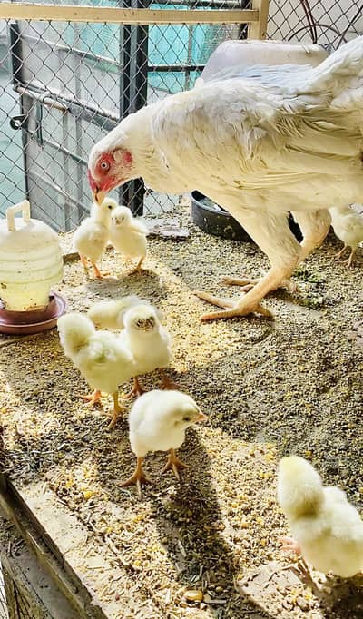 White shamo chicks and eggs