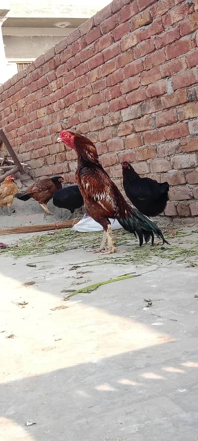 Aseel peela High quality for sale