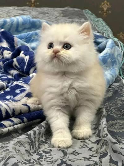 Persian kittens for sale only contact whatup 03133065048