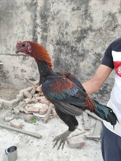 Pure Thai Dragon male urgent Sale