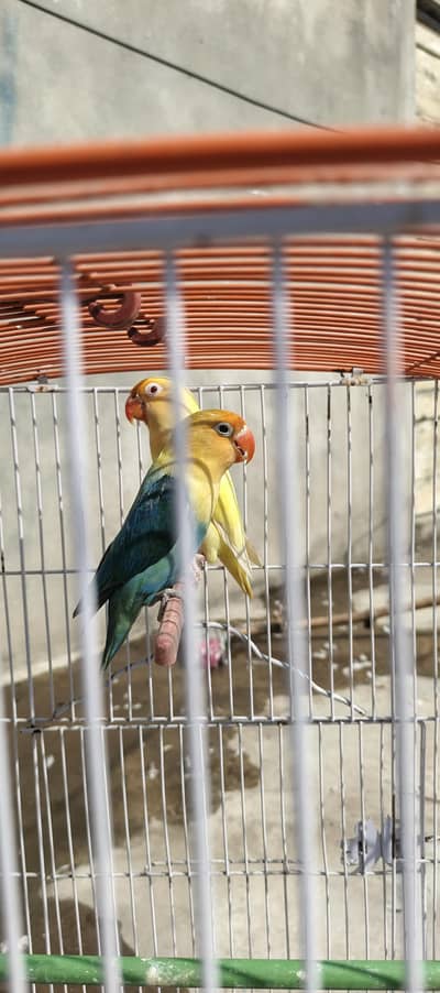 Creamino Breeder Female bird with DNA