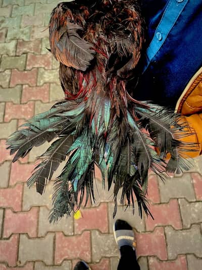 Indian parrot beak long tail aseel