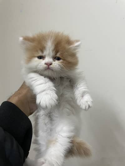 EXTREME QUALITY KITTEN LOOKING FOR FOREVER HOME