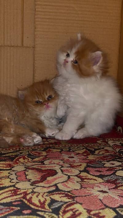 EXTREME QUALITY KITTEN LOOKING FOR FOREVER HOME