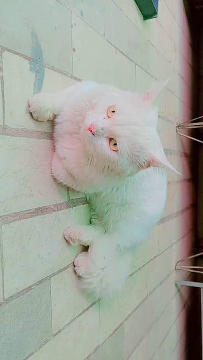 Mjhe female cat chahiya iska liya matting k liya