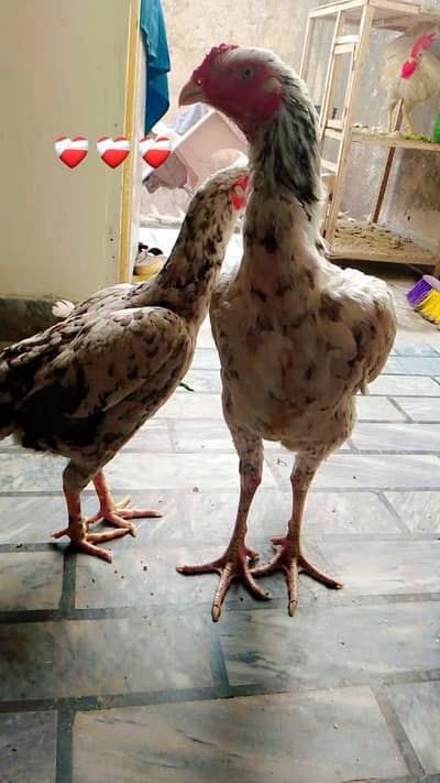 pure seal shyamu cock han