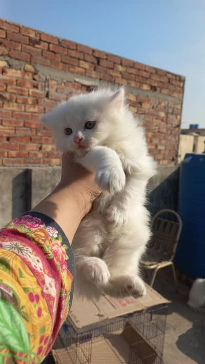 Pure Persian Triple Coat Male Kittens – White & Brown – 2 Months