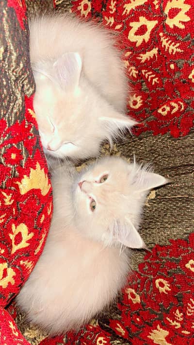 Persian Kitten