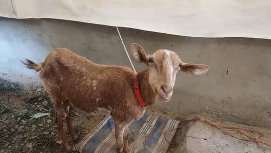 bakri 2 female and urgent sale out