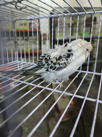 ecb hogo double flower