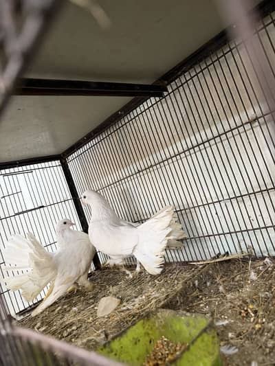 Lucky Pigeons lakky kabutar 2 pair ek baby