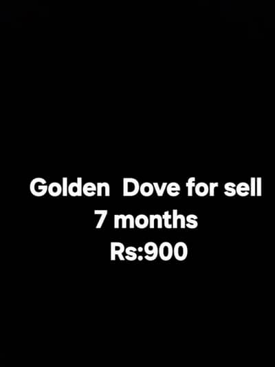 Golden dove for sell