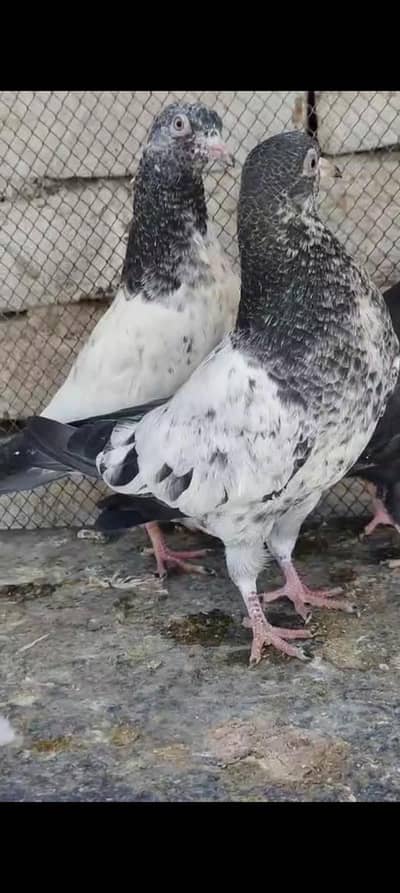 prwazi bachy for sale