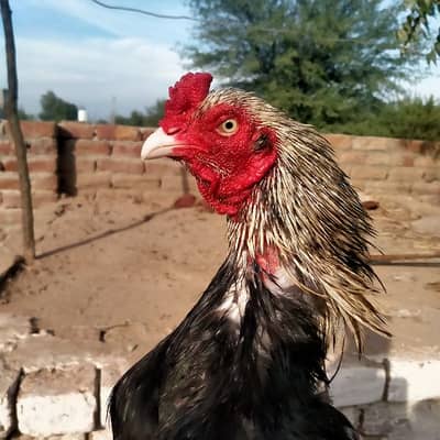 Pure Aseel Mianwali0,3,0,1,5,3,0,4,7,0,6