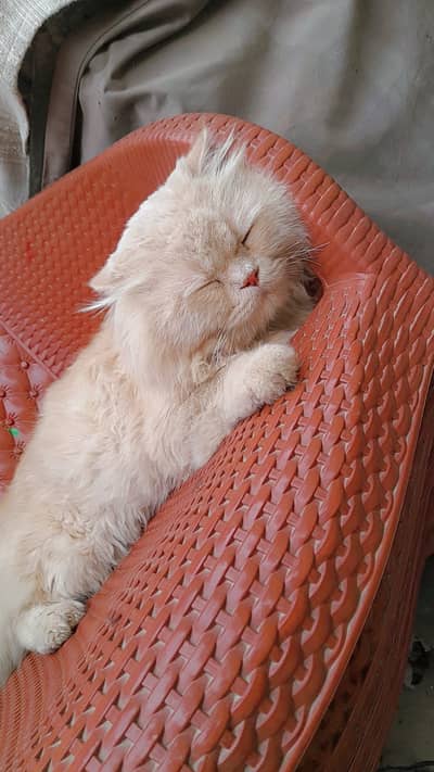 persian cat