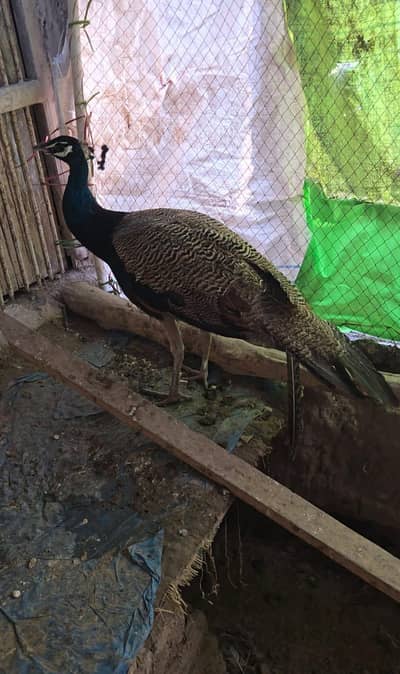 Indian blue shoulder peacock mor fully healthy