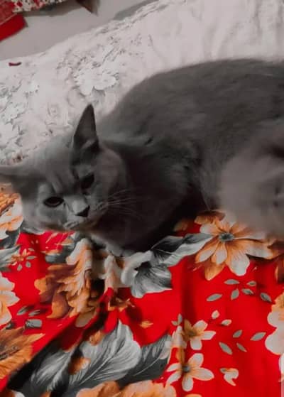 Persian pregnant cat