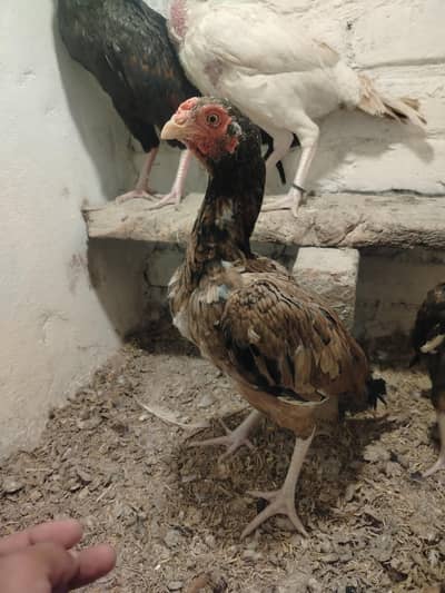 amroha cross Madi  2 han