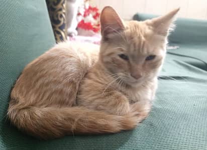 Cute Orange Kitten (Approx. 3 Months Old) – Healthy & Playful