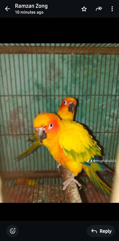 sun conore breeder pair