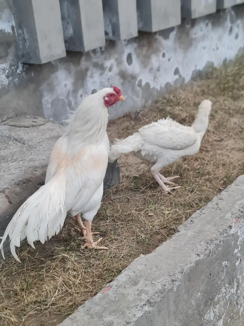 Heera Aseel — photo 2