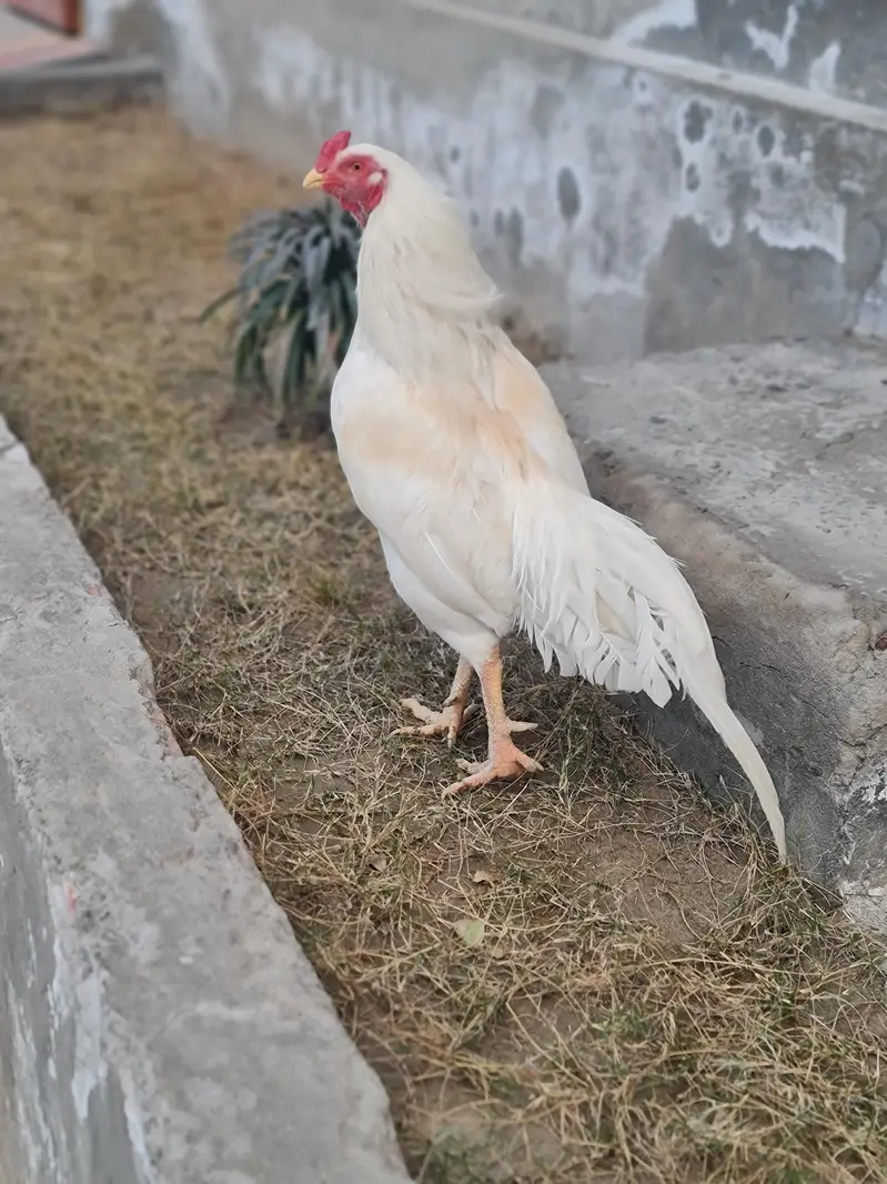 Heera Aseel — photo 3