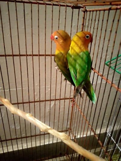 fisher's love birds and Buggies pair for sale