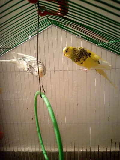 fisher's love birds and Buggies pair for sale