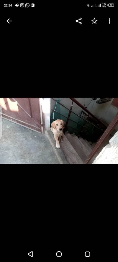 urgent labrador female pup for sale