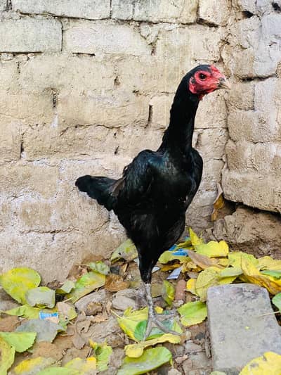 pure pokyee madya hay egg day Rhee hay ju Bhai dwnoo lay ga munasib hu