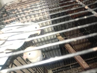 breeder pair available with boxs