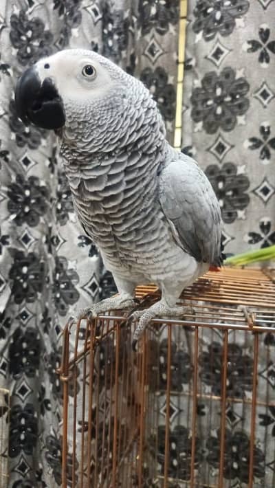 gray parot