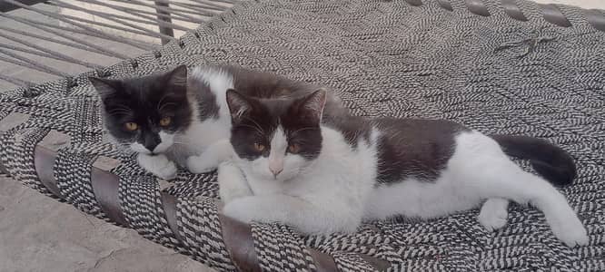 pair of domestic cat
