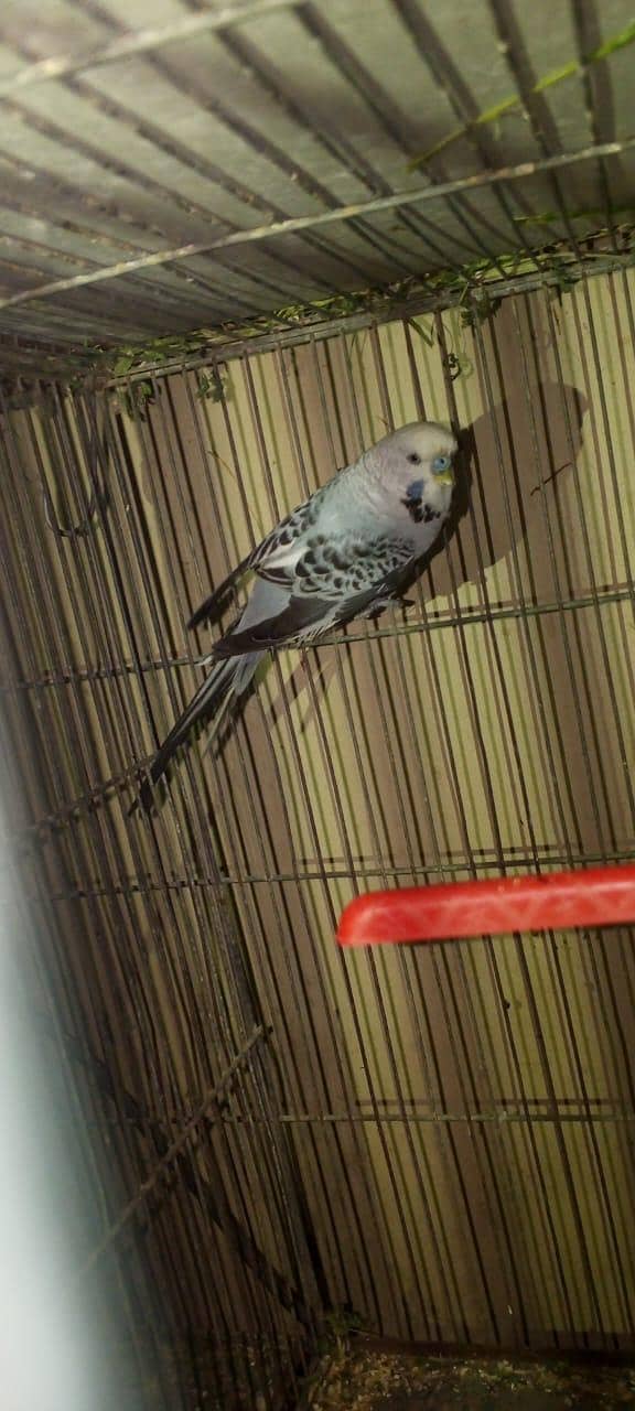 fawn java 2 males full breeder 5